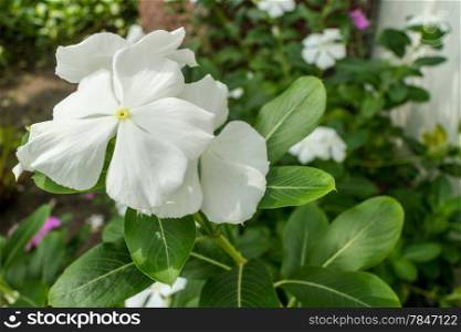 A beautiful flower with bright white petals and broad green leaves in a garden