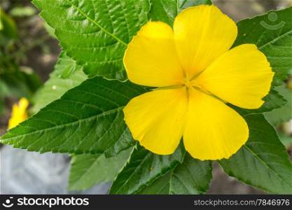A beautiful flower with bright yellow petals and broad green leaves in a garden