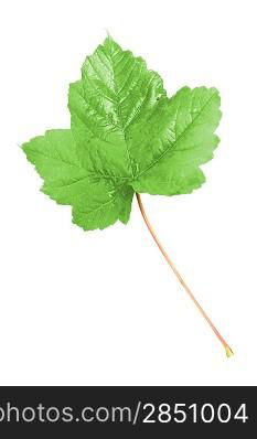 A beautiful green leaf isolated on white