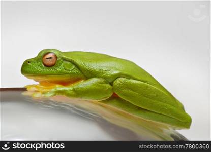 a beautiful green tree frog litoria caerula on a glass. green tree frog on glass