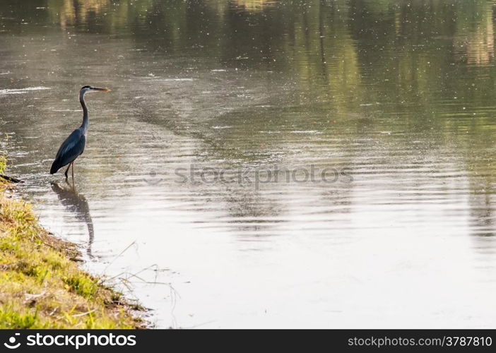 A beautiful Grey Heron (Ardea Cinerea) sitting on the edge of a water pool