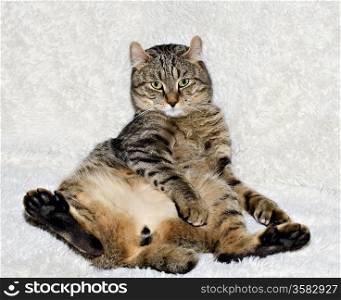 A beautiful Highland Lynx cat sitting up on a soft fluffy sofa.