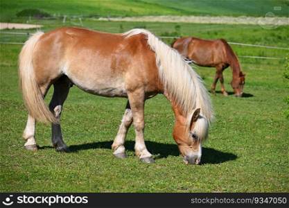 A beautiful horse in a paddock on a pasture. Nature background with animals on a sunny summer day.