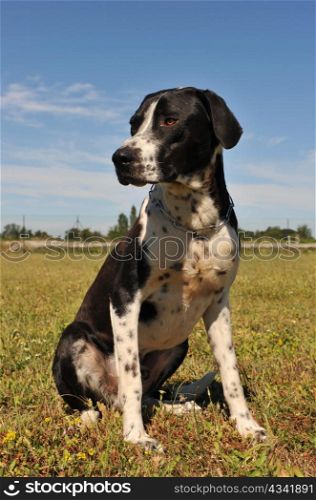 a beautiful hunting dog is sitting in a field