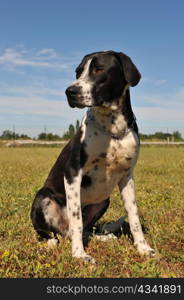 a beautiful hunting dog is sitting in a field