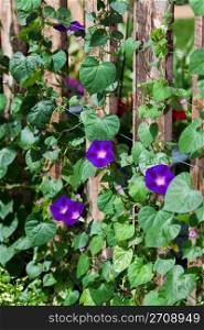 A beautiful hybrid variety of morning glories climbing up a fence on a sunny day.