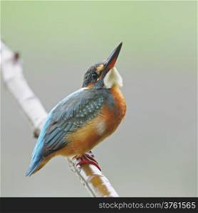 A beautiful Kingfisher bird, female Common Kingfisher (Alcedo athis), sitting on a branch