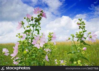 a beautiful lavatera flowers / growing wild mallow