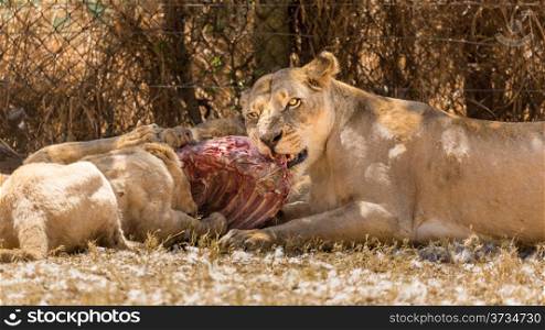 A beautiful lioness eating with her cubs