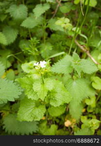 a beautiful macro of a single white flower head on a plant with many green leaves foliage and in focus with clear and clarity detail in the spring light