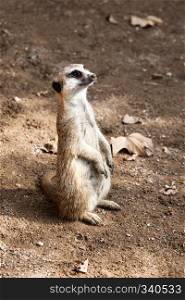 a beautiful meerkat in sunny day