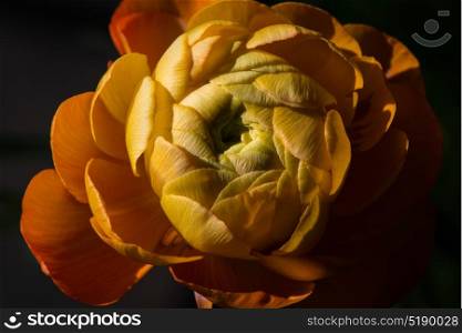 A beautiful orange flower bud just opened