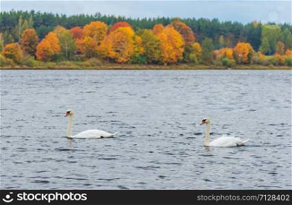 A beautiful pair of white mute swans swimming in the river on the background of colorful red and yellow autumn trees on the river bank
