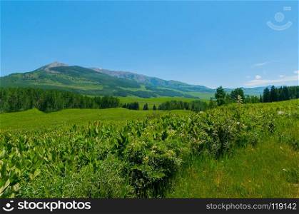 A beautiful, peaceful green meadow in Crested Butte Colorado, with mountains in the distance. Virtually all blue skies with a very small amount of clouds off to the right. This image illustrates serene, rural,  tranquil  scenery.