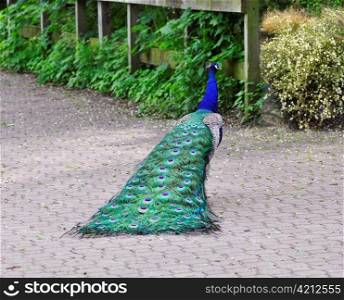 A Beautiful Peacock Walking In The Park