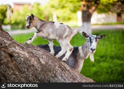 A beautiful photo of two goat from mom and baby