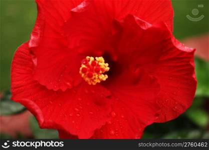 A beautiful red hibiscus flower
