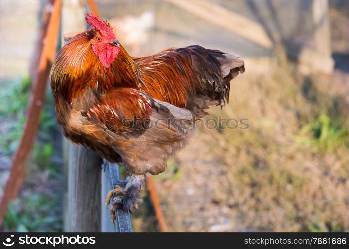 A beautiful red rooster on a fence