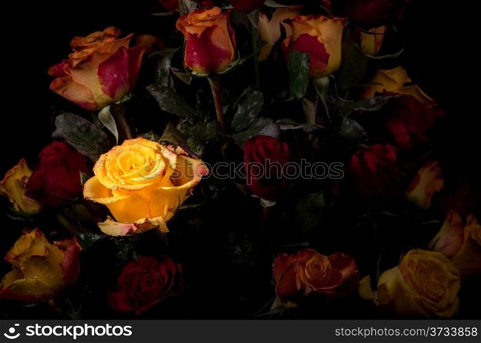 A beautiful rose glowing in a bouquet of red and yellow roses