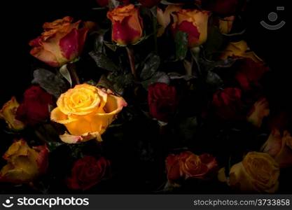 A beautiful rose glowing in a bouquet of red and yellow roses