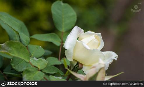 A beautiful rose with bright white petals in a garden