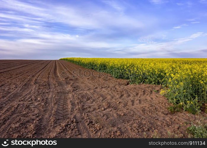 a beautiful rural landscape on an uncultivated field and flowering rape