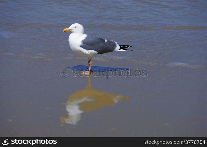 A beautiful sea gull walking on a beach