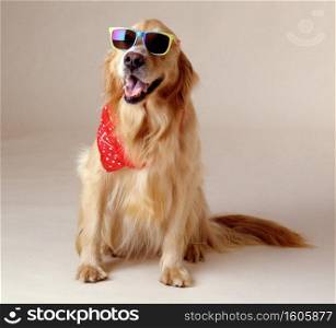 A beautiful shot of a Golden Retriever wearing cool sunglasses and a red handkerchief sitting on a white surface with a blurred background. Beautiful shot of a Golden Retriever wearing cool sunglasses and a red handkerchief