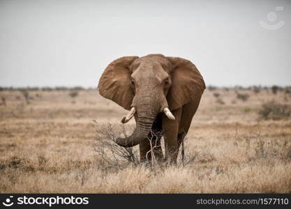 A beautiful shot of an african elephant in the savanna field. Beautiful shot of an african elephant in the savanna field