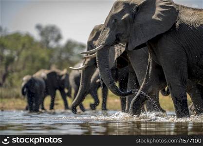 A beautiful shot of elephants drinking water. Beautiful shot of elephants drinking water