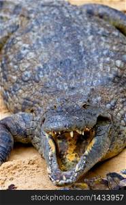 A beautiful specimen of nile crocodile, Crocodylus niloticus. A nile crocodile, Crocodylus niloticus