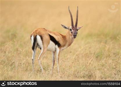 A beautiful view of a thompson&rsquo;s gazelle in the middle of a field covered with grass. Beautiful view of a thompson&rsquo;s gazelle in the middle of a field covered with grass