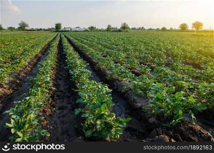 A beautiful view of potato fields. Countryside landscape. Agroindustry and agribusiness. Harvesting first potato planting. Agriculture and agro industry. Growing organic vegetables on open ground
