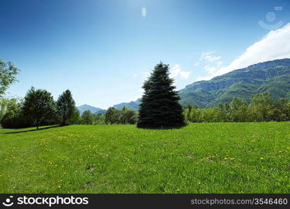 a beautiful view of the alps tree on grass field