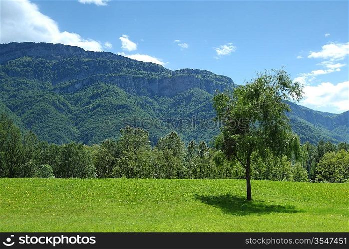 a beautiful view of the alps tree on grass field