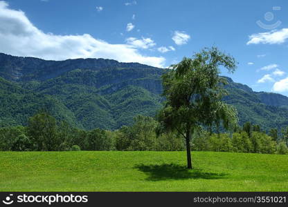 a beautiful view of the alps tree on grass field