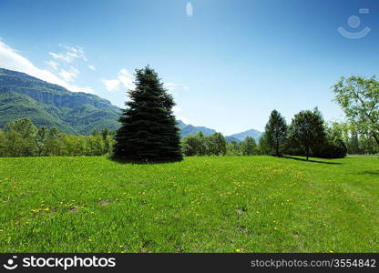 a beautiful view of the alps tree on grass field