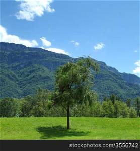 a beautiful view of the alps tree on grass field