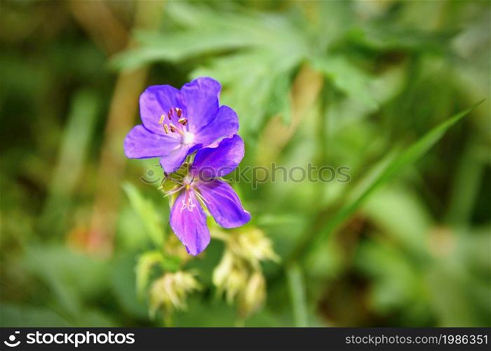 A beautiful violet flower in the grass. Natural colorful background.