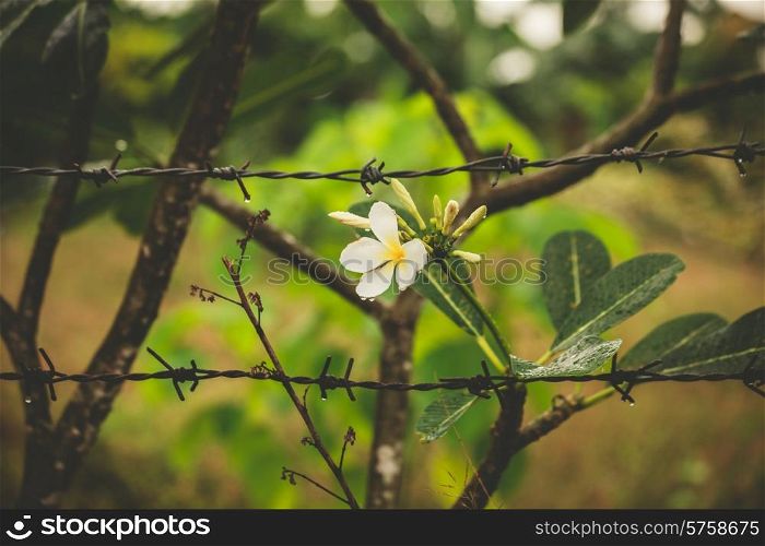 A beautiful white flower behind a barb wire fence