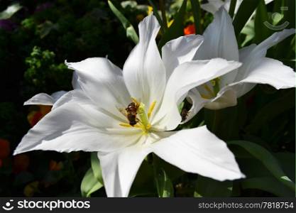 A beautiful white flower with a bee in the middle on dank green background.