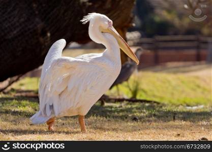 A beautiful white pelican walking up a small hill