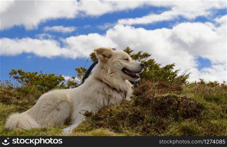 a beautiful white Pyrenees mountain dog