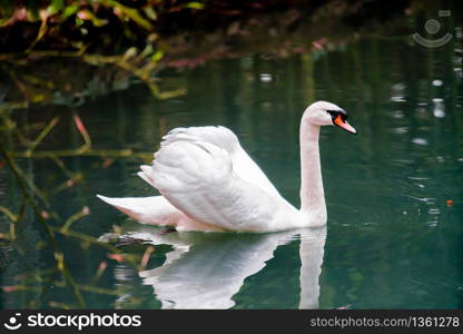 A beautiful white swan floating in the sea.