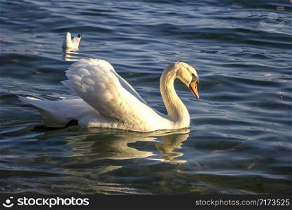 A beautiful white swan floating in the sea. Birds at the seaside near Varna, Bulgaria