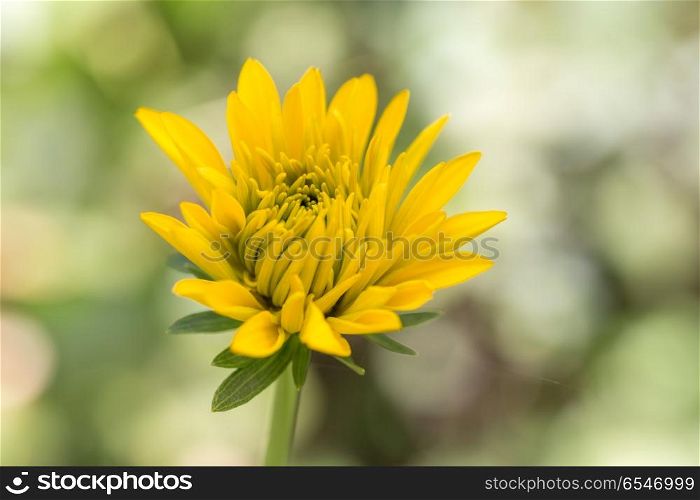 A beautiful yellow blooming flower with green and white background