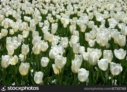 A bed of tulips at Floriade, Canberra, Australia
