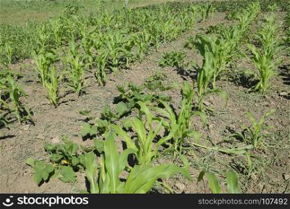 A bed with young corn and pumpkins. Garden.. A bed with young corn and pumpkins. Garden