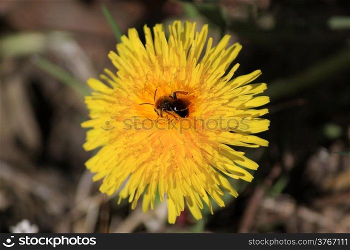 A bee approximately gathering nectar and pollen a flower plane on a vague bottom