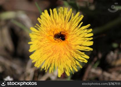 A bee approximately gathering nectar and pollen a flower plane on a vague bottom
